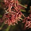 Toverhazelaar (Hamamelis Intermedia 'Ruby Glow') -Groene Wereld vaem02444