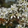 Krentenboom (Amelanchier Arborea 'Robin Hill') -Groene Wereld vaem02643 2