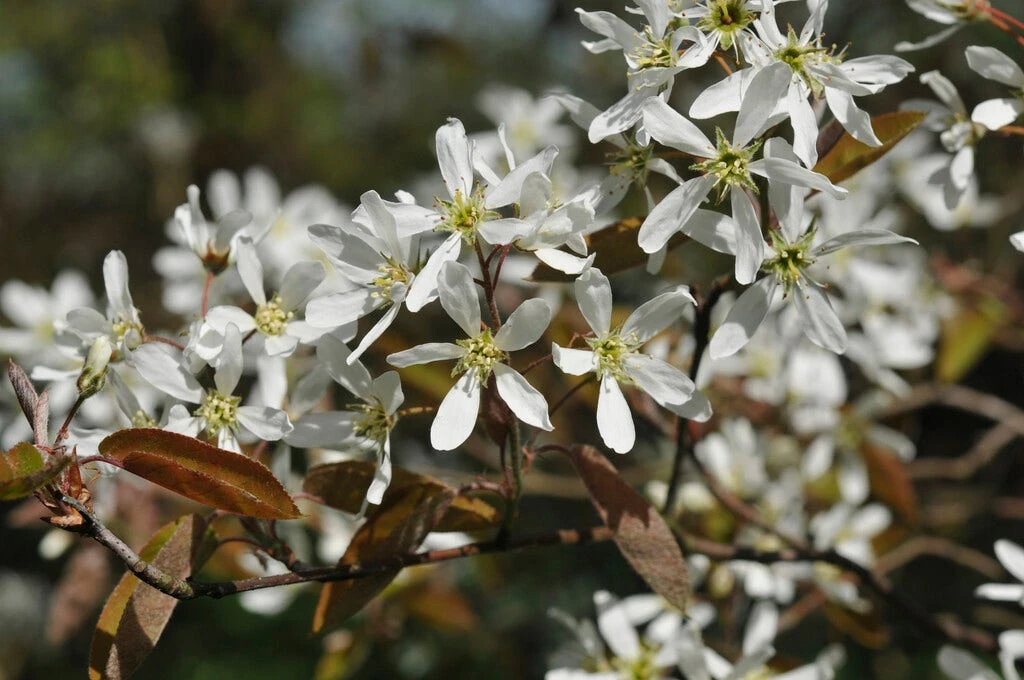 Krentenboom (Amelanchier Arborea 'Robin Hill') 3 Krentenboom (Amelanchier Arborea 'Robin Hill')