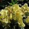 Rhododendron (Rhododendron 'Goldinetta') -Groene Wereld vaem03020