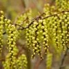 Staartaar (Stachyurus Praecox) -Groene Wereld vaem05718
