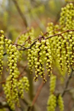 Staartaar (Stachyurus Praecox)
