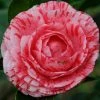 Camelia Als Leivorm (Camellia Japonica 'Giuseppe Traverso') -Groene Wereld vaem07927 1