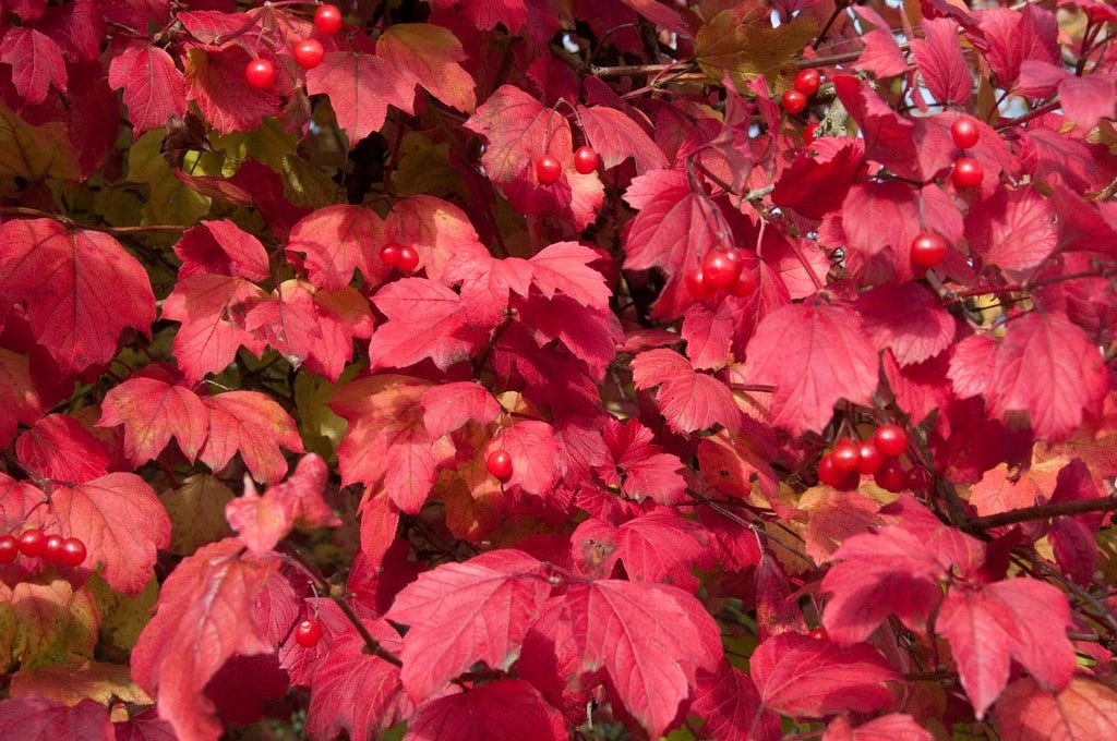 Gelderse Roos (Viburnum Opulus) 5 Gelderse Roos (Viburnum Opulus) - Afbeelding 3