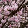 Sneeuwbal (Viburnum Bodnantense 'Dawn') -Groene Wereld vaem09841