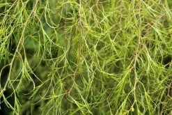 Berk (Betula Pendula 'Karaca')