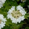 Gelderse Roos (Viburnum Opulus) -Groene Wereld vami00068