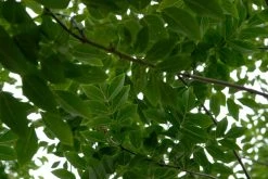 Maackia (Maackia Amurensis) -Groene Wereld vami04349 1