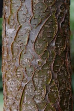 Maackia (Maackia Amurensis) -Groene Wereld vami04434 2