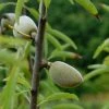 Amandelboom (Prunus Amygdalus 'Guscio Duro') -Groene Wereld vami07755