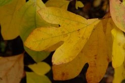 Sassafras (Sassafras Albidum) -Groene Wereld vami08983