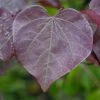 Meerstammige Judasboom (Cercis Canadensis 'Forest Pansy') -Groene Wereld vami09173 1