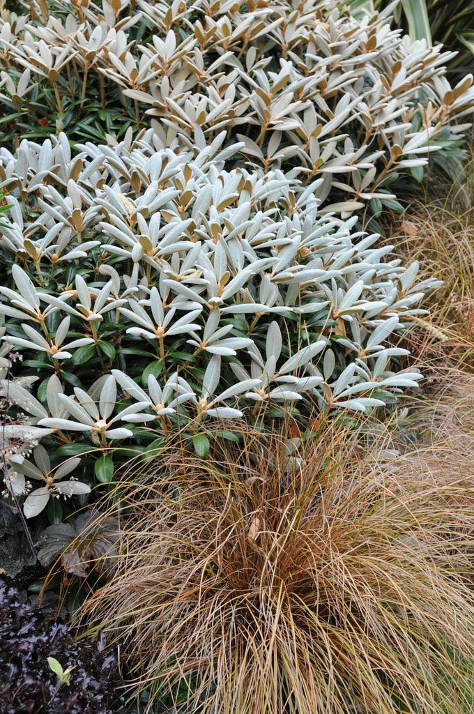 Rhododendron (Rhododendron 'Edelweiss') 3 Rhododendron (Rhododendron 'Edelweiss')