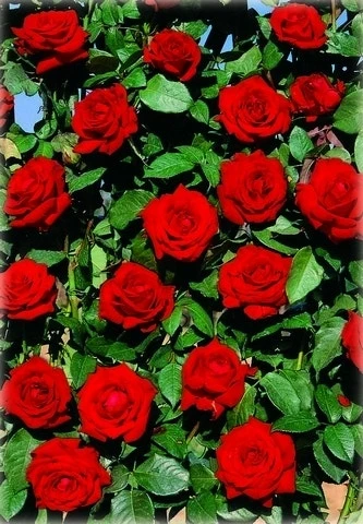 Klimroos (Rosa 'Velvet Star') 3 Klimroos (Rosa 'Velvet Star')