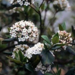 Sneeuwbal (Viburnum Burkwoodii) -Groene Wereld viburkwo 14