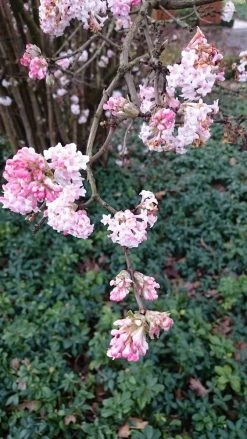 Sneeuwbal (Viburnum Bodnantense 'Dawn') 13 Sneeuwbal (Viburnum Bodnantense 'Dawn') -Groene Wereld viburnum bodn. charles lamont 2