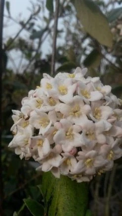 Sneeuwbal (Viburnum Burkwoodii) -Groene Wereld viburnum burkwoodii