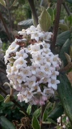 Sneeuwbal (Viburnum Burkwoodii) -Groene Wereld viburnum burkwoodii2