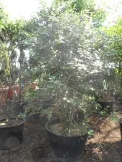 Sneeuwbal (Viburnum Burkwoodii) -Groene Wereld viburnum burkwoodii 200 250 300 c240