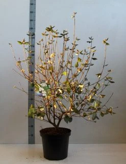 Sneeuwbal (Viburnum Burkwoodii) -Groene Wereld viburnum burkwoodii 80 100 cm co. 7.5l kopie