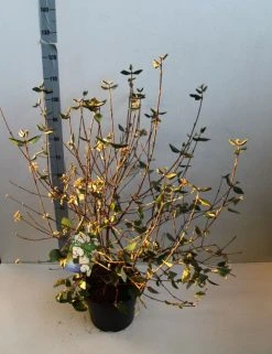 Sneeuwbal (Viburnum Burkwoodii) -Groene Wereld viburnum burkwoodii 80 100 cm co. 7.5l v kopie