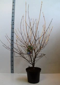 Sneeuwbal (Viburnum Carlesii 'Aurora') -Groene Wereld viburnum carlesi aurora 80 100 cm co. 10l kopie
