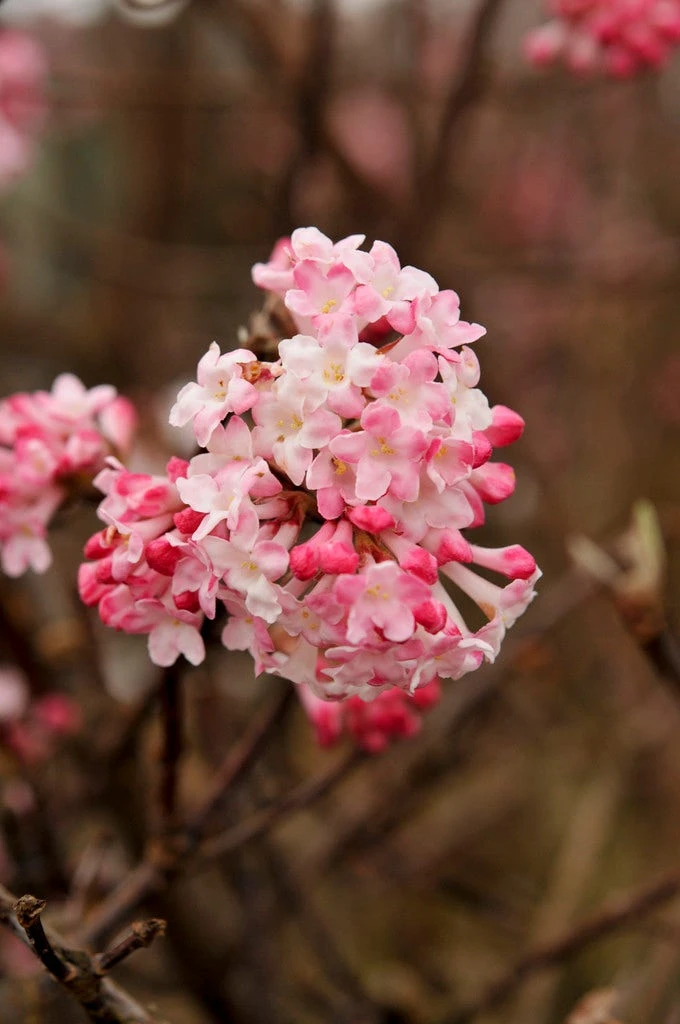 Sneeuwbal (Viburnum Bodnantense 'Charles Lamont') 3 Sneeuwbal (Viburnum Bodnantense 'Charles Lamont')