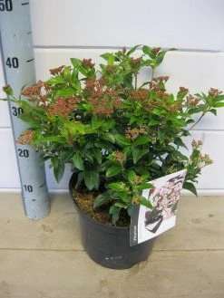 Groenblijvende Sneeuwbal (Viburnum Tinus 'Eve Price') 26 Groenblijvende Sneeuwbal (Viburnum Tinus 'Eve Price') -Groene Wereld viburnum eve price c5 6 11 2018 2 1