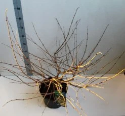 Sneeuwbal (Viburnum Plicatum 'Mariesii') -Groene Wereld viburnum plic mariessii 80 10 cm co. 10lv kopie