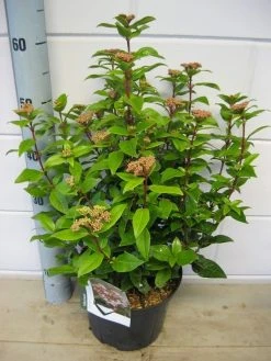 Sneeuwbal (Viburnum Tinus 'Spirit') -Groene Wereld viburnum spirit c5 7 2 2019 1