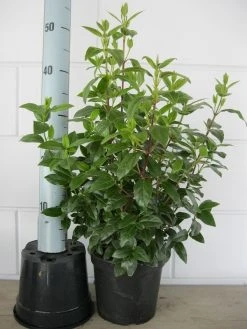 Sneeuwbal (Viburnum Tinus 'Lisa Rose') 11 Sneeuwbal (Viburnum Tinus 'Lisa Rose') -Groene Wereld viburnum tinus 40 50 c3 april 2 3