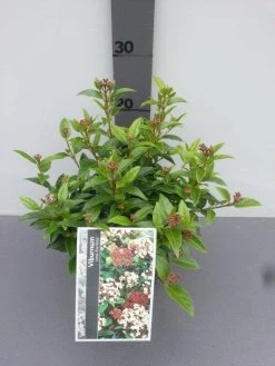 Groenblijvende Sneeuwbal (Viburnum Tinus 'Eve Price') 21 Groenblijvende Sneeuwbal (Viburnum Tinus 'Eve Price') -Groene Wereld viburnum tinus eve price 2