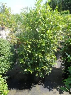 Groenblijvende Sneeuwbal (Viburnum Tinus 'Eve Price') 29 Groenblijvende Sneeuwbal (Viburnum Tinus 'Eve Price') -Groene Wereld viburnum tinus eve price 125 150 c50 2