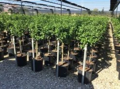 Sneeuwbal Op Stam (Viburnum Tinus 'Eve Price') -Groene Wereld viburnum tinus eve price 50cm stem