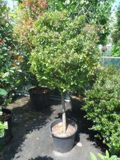 Sneeuwbal Op Stam (Viburnum Tinus 'Eve Price') -Groene Wereld viburnum tinus eve price 70 80stam c50 extra