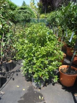 Groenblijvende Sneeuwbal (Viburnum Tinus 'Eve Price') 28 Groenblijvende Sneeuwbal (Viburnum Tinus 'Eve Price') -Groene Wereld viburnum tinus eve price 80 100 c20 1