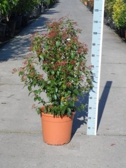 Groenblijvende Sneeuwbal (Viburnum Tinus 'Eve Price') 23 Groenblijvende Sneeuwbal (Viburnum Tinus 'Eve Price') -Groene Wereld viburnum tinus eve price 80 100 c20 1