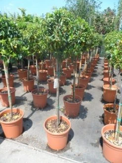 Sneeuwbal Op Stam (Viburnum Tinus 'Eve Price') -Groene Wereld viburnum tinus eve price 80stam c20