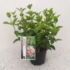 Sneeuwbal (Viburnum Tinus 'Lisa Rose') 12 Sneeuwbal (Viburnum Tinus 'Lisa Rose') -Groene Wereld viburnum tinus lisarose