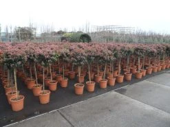 Sneeuwbal Op Stam (Viburnum Tinus 'Eve Price') -Groene Wereld viburnum tinus op stam 2