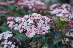 Sneeuwbal (Viburnum Tinus 'Spirit') -Groene Wereld viburnum tinus spirit 03