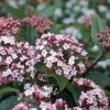 Sneeuwbal (Viburnum Tinus 'Spirit') -Groene Wereld viburnum tinus spirit 05