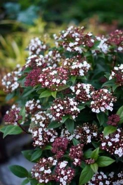 Sneeuwbal (Viburnum Tinus 'Spirit') -Groene Wereld viburnum tinus spirit 01