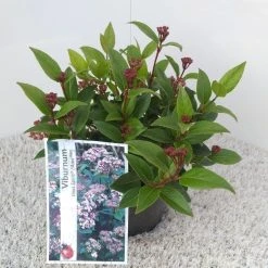 Sneeuwbal (Viburnum Tinus 'Spirit') -Groene Wereld viburnum tinus spirit pbr