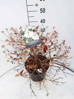 Sneeuwbal (Viburnum Plicatum 'Watanabe') 15 Sneeuwbal (Viburnum Plicatum 'Watanabe') -Groene Wereld viburnum watanabe c10 v02