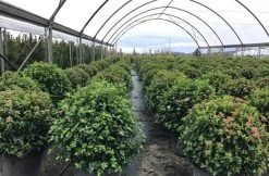 Sneeuwbal Als Bolvorm (Viburnum Tinus 'Eve Price') -Groene Wereld viburnumtinuseveprice 1