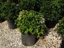 Sneeuwbal Als Bolvorm (Viburnum Tinus 'Spirit') 8 Sneeuwbal Als Bolvorm (Viburnum Tinus 'Spirit') -Groene Wereld viburnumtinusspiritbol04