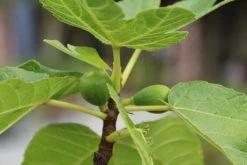 Vijg Als Solitair (Ficus Carica) -Groene Wereld vijg 1 1