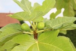 Vijg Als Solitair (Ficus Carica) 17 Vijg Als Solitair (Ficus Carica) -Groene Wereld vijg 2 1 1