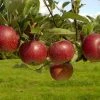 Lei-Appel (Malus Domestica 'Ingrid Marie') -Groene Wereld vima04441 1